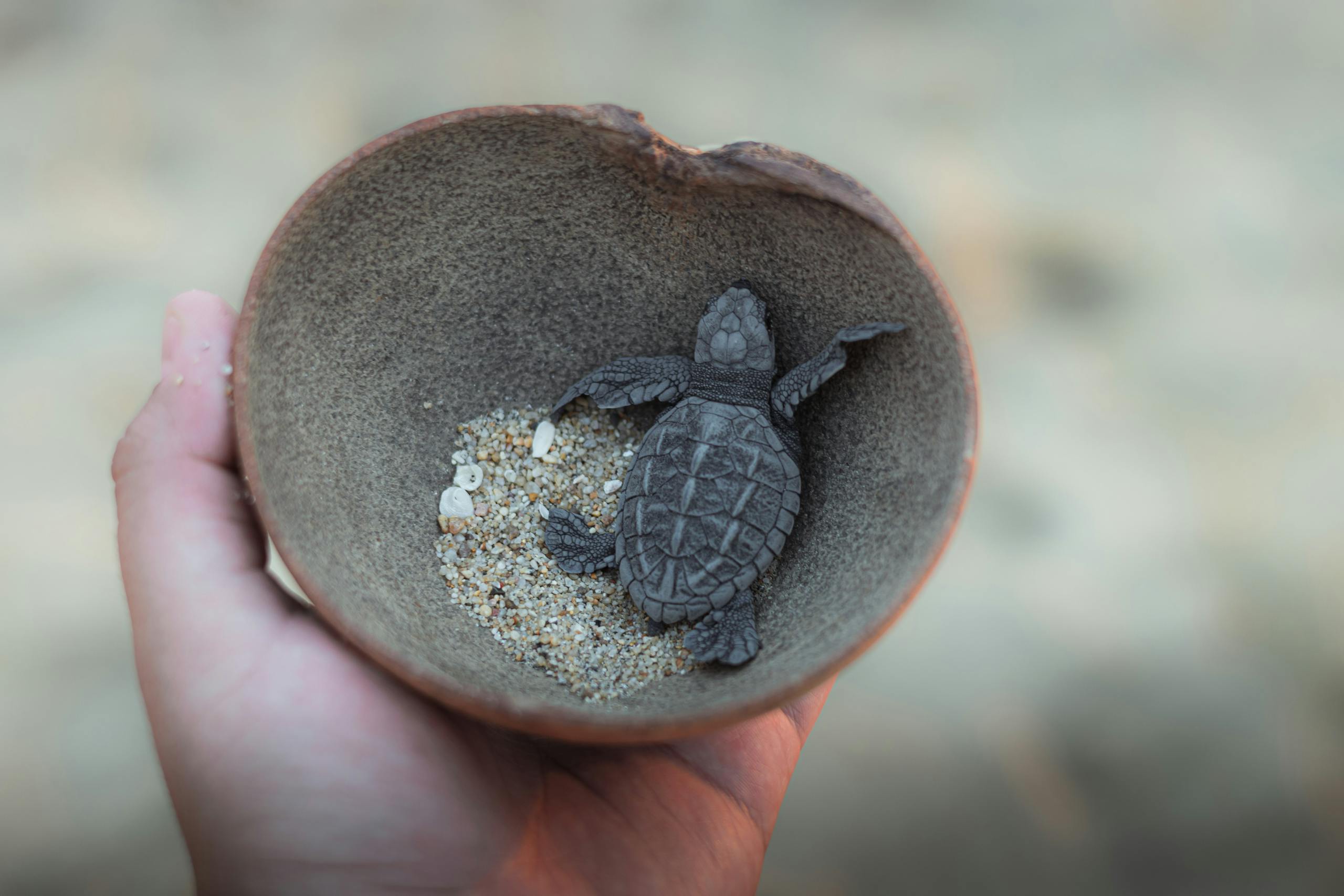 A baby sea turtle in a hand, symbolizing conservation efforts in Puerto Escondido, Mexico.