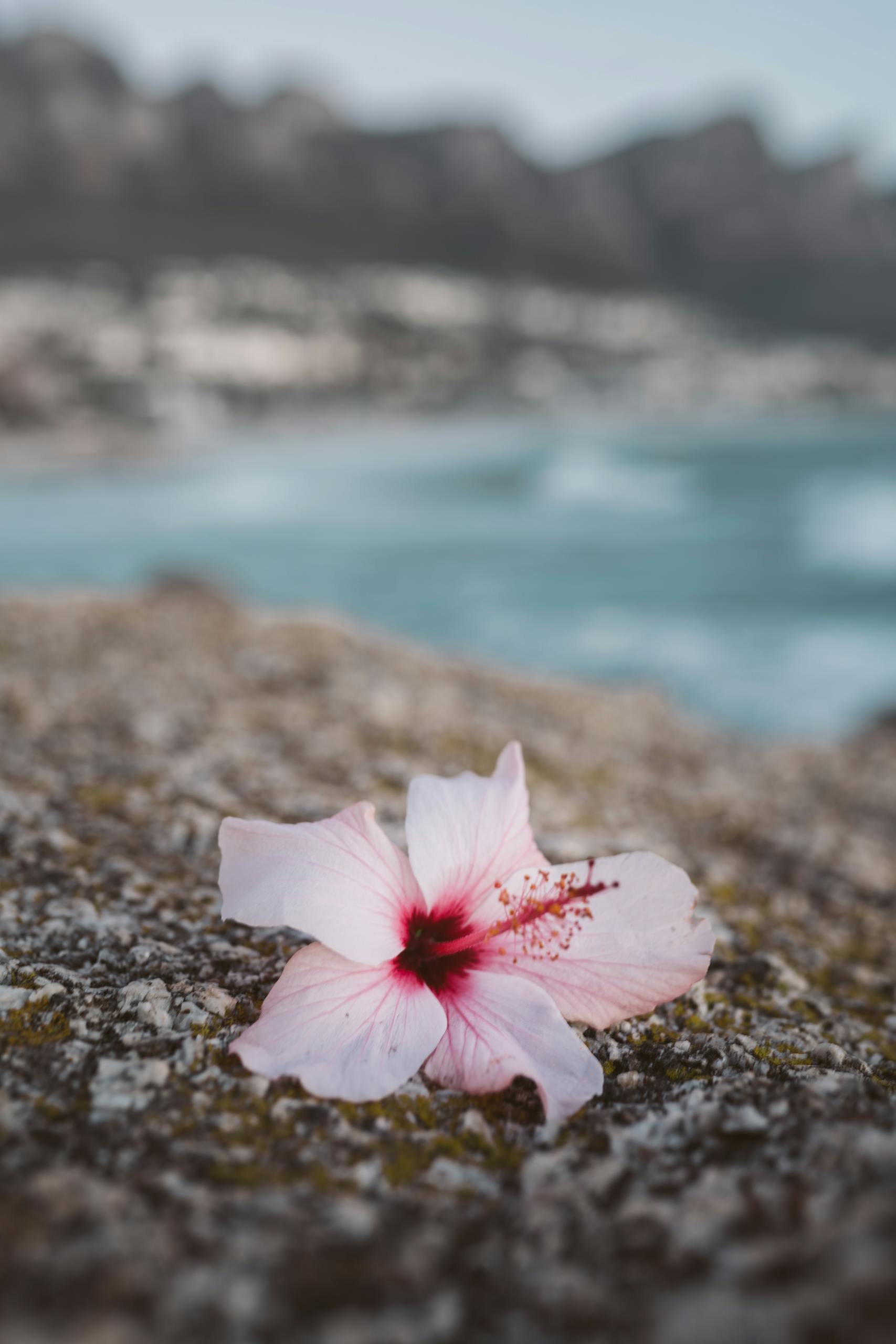 A delicate hibiscus flower rests on rocks with ocean and mountains in the background.