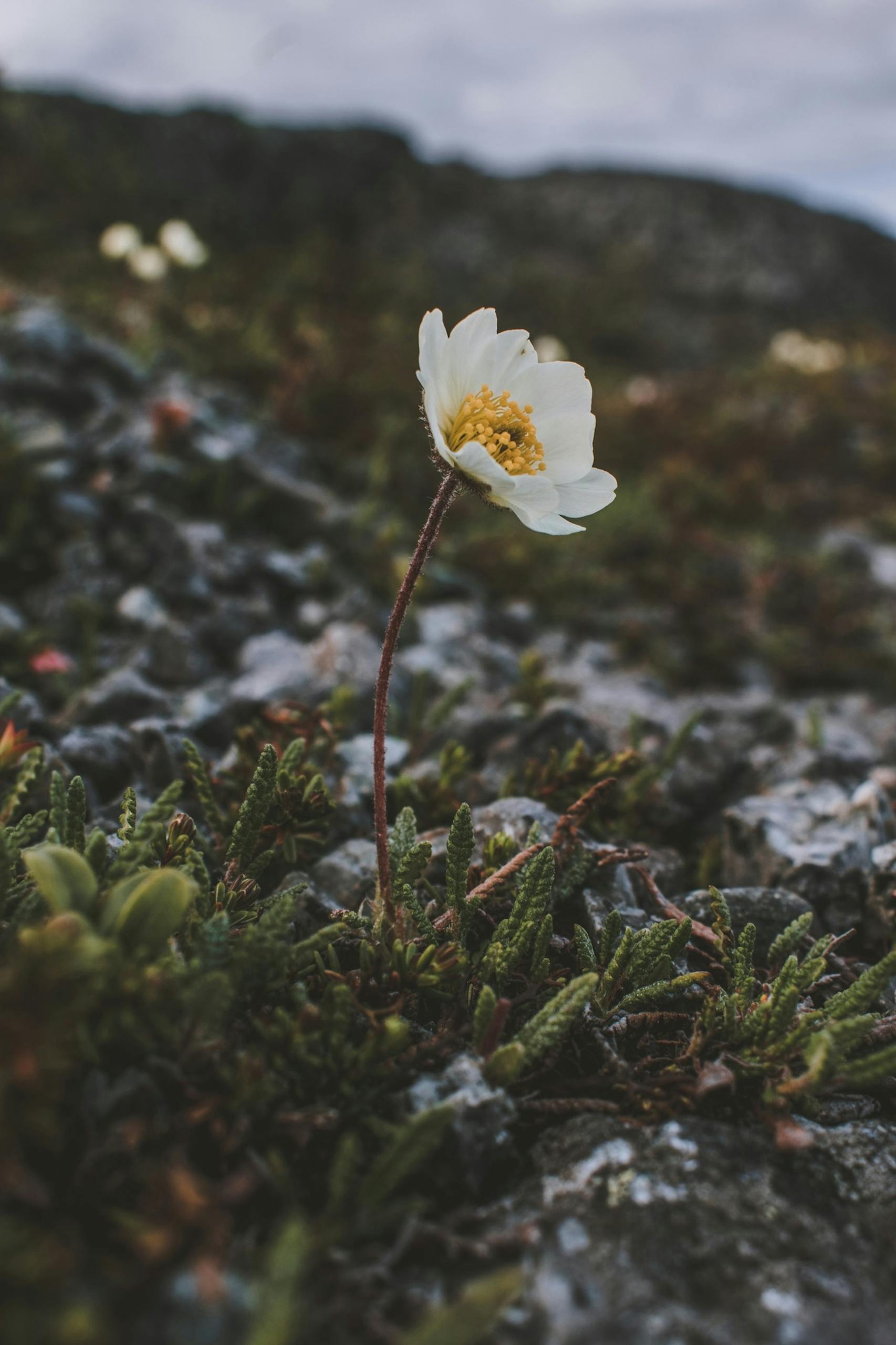 Close-up of a solitary Dryas octopetala flower blooming amidst rocky terrain.