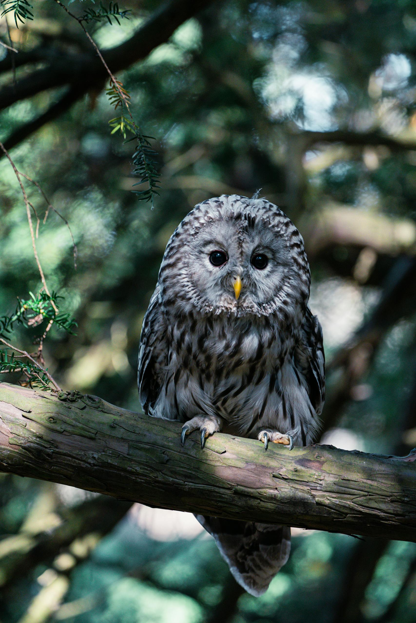 Close-up of Ural owl on a branch in a lush green forest setting, capturing summer wildlife.