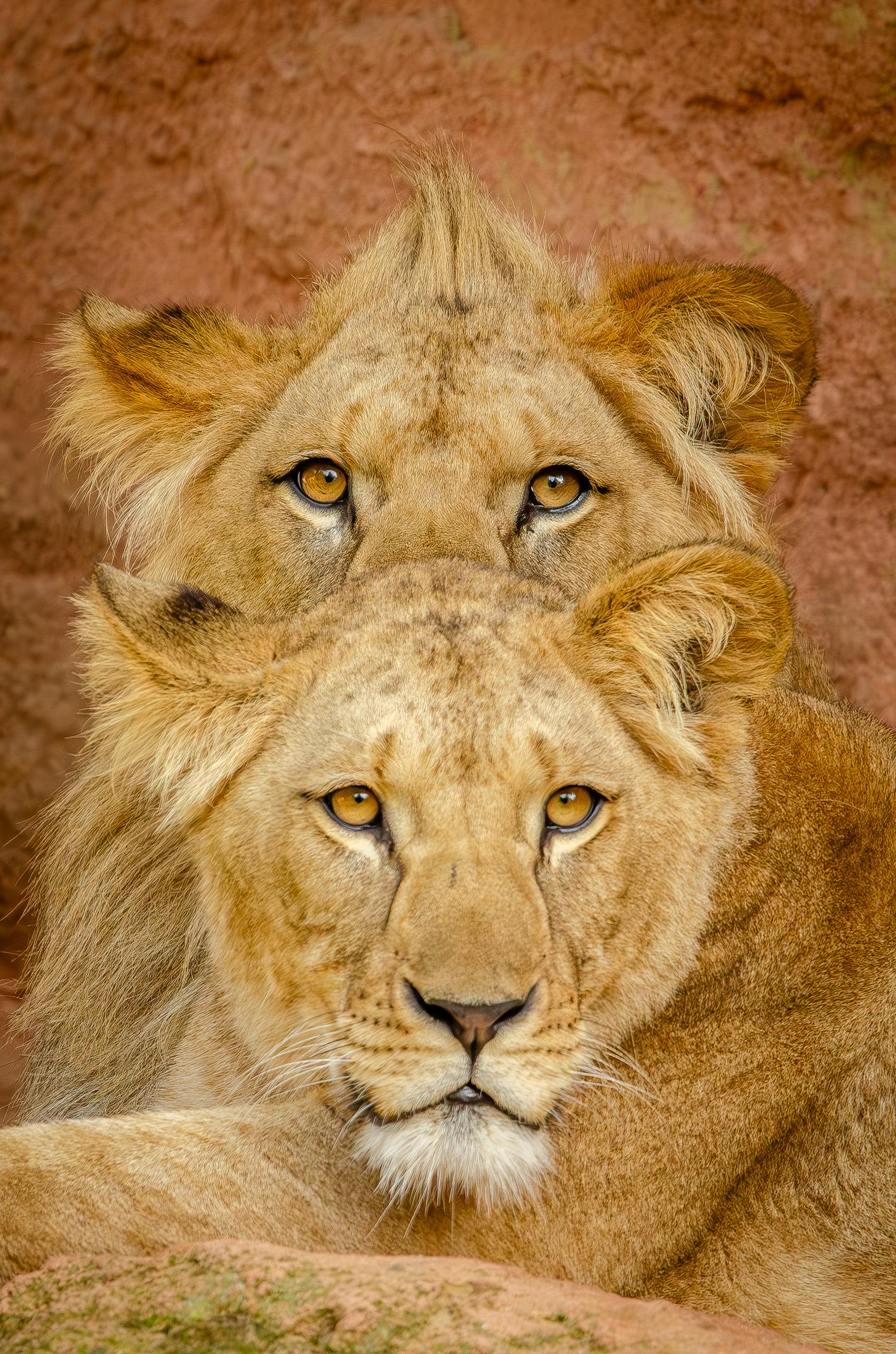 Detailed portrait of two lions showcasing their intense gaze and majestic presence.